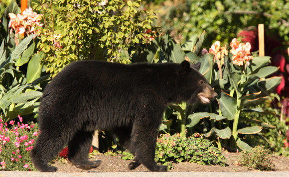 Black Bear taking a stroll though the Ornamental Gardens