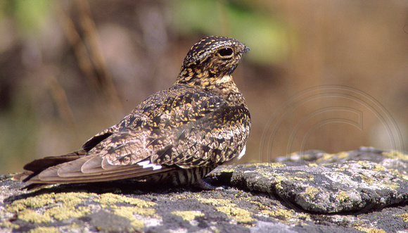 Common Nighthawk near nest