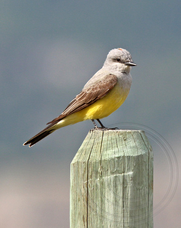 showing rosy "crown" of kingbird