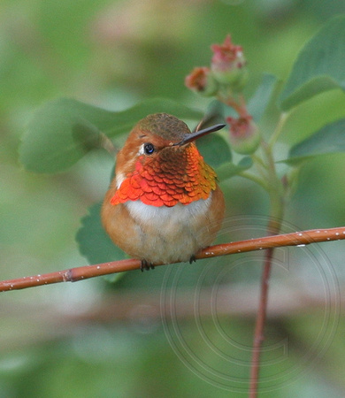 Rufous Hummingbird male in all his finery
