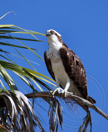 Osprey near El Estero (estuary) of San Jose del Cabo