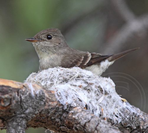 Western Wood-Pewee at nest