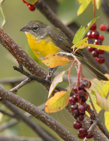 Yellow-breasted Chat - juvenile