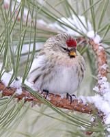 pale Common Redpoll or Hoary?