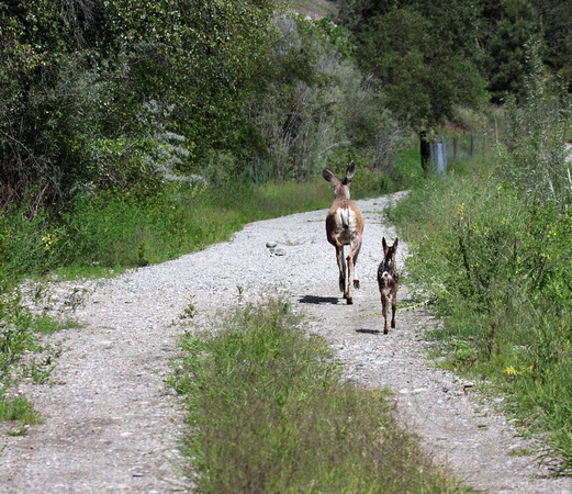 Mama Mule Deer and new fawn