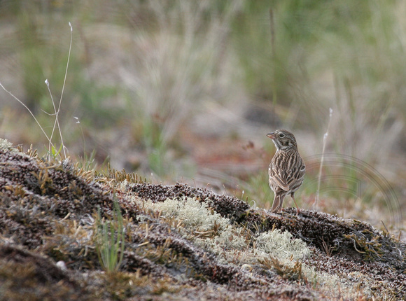 Vesper Sparrow in a habitat shot