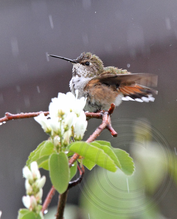 female Rufous Hummingbird taking a rain bath