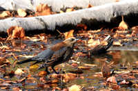 fall Rusty Blackbird - non-breeding female