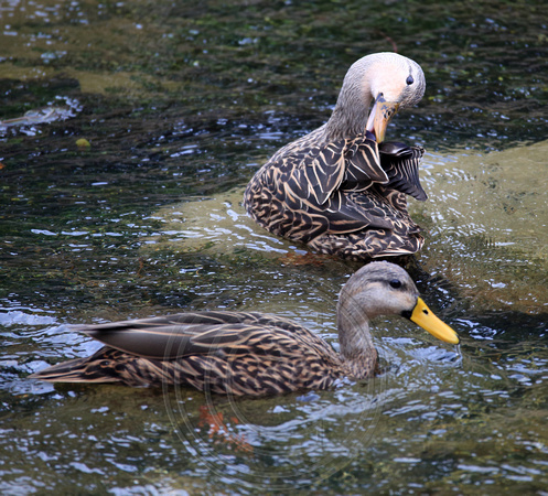 Mottled Duck pair