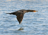 Double-crested Cormorant in flight