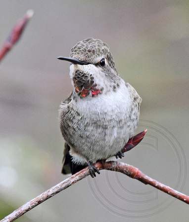 female Anna's Hummingbird - Oct. 2013