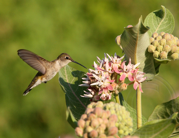female Black-chinned Hummingbird on milkweed