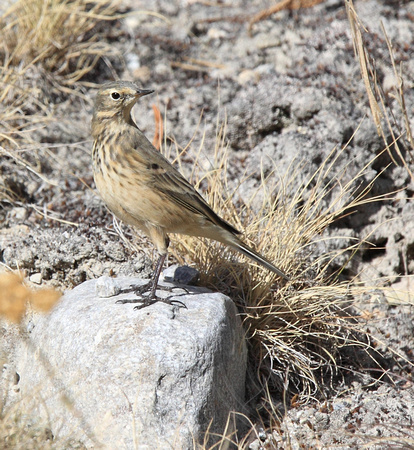 American Pipit in fall