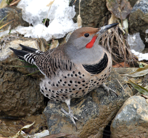 male Northern Flicker "red-shafted"