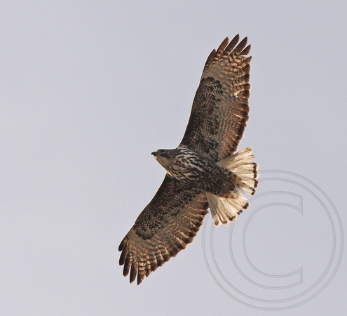 Red-tailed Hawk - "Harlan's" intermediate morph adult