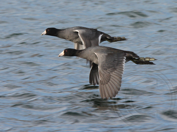 pair of coots in flight