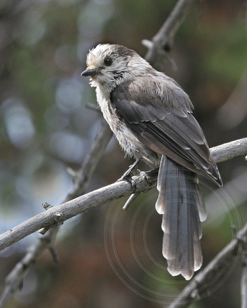 Gray Jay moulting