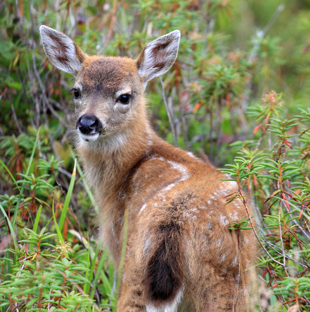 Sitka black-tailed deer fawn