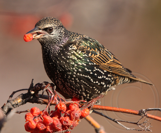 starling with mountain ash