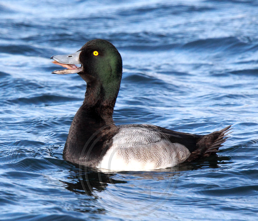 male Greater Scaup displaying