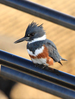 female Belted Kingfisher (Ceryle alcyon)