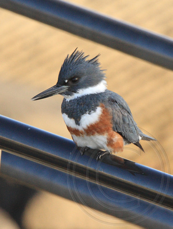 female Belted Kingfisher (Ceryle alcyon)