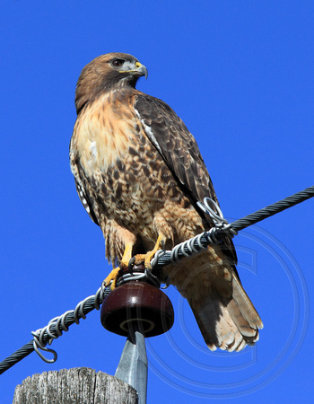 adult Red-tailed Hawk