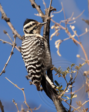 female Ladder-backed Woodpecker