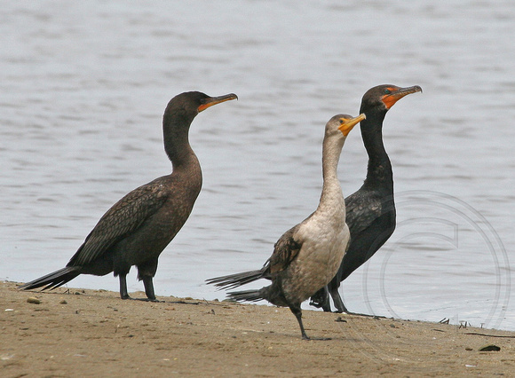 Double-crested Cormorants, young and adult