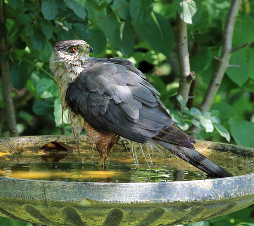 Cooper's Hawk in birdbath