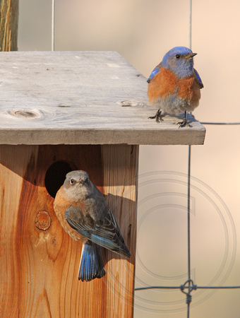 Western Bluebird pair inspecting a possible nest site