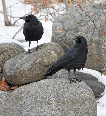 Crows pairing up