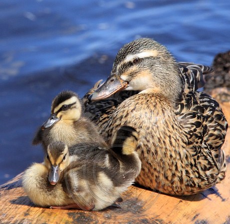 mother Mallard and her brood