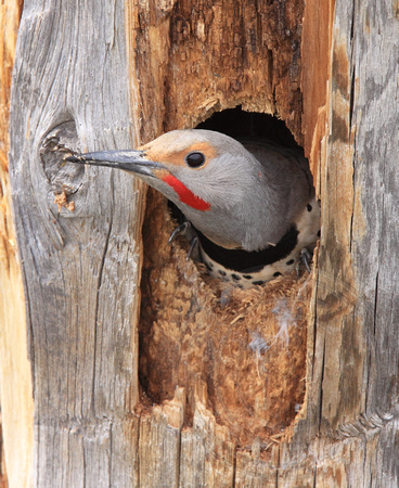 Northern Flicker peering out of nest cavity