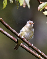 Warbling Vireo shaking a moth (dust-like particles)