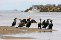 DC Cormorants on the beach