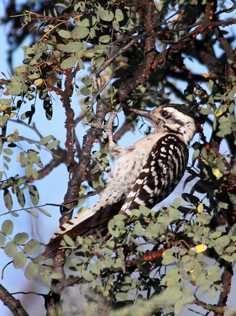 female Ladder-backed Woodpecker