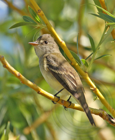 Willow Flycatcher in a willow