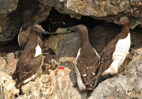 Common Murres with chick