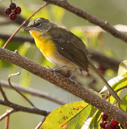 juvenile Yellow-breasted Chat