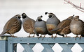 A covey of quail (quail conference)