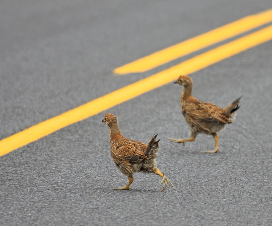 Sooty Grouse juveniles crossing Highway 16
