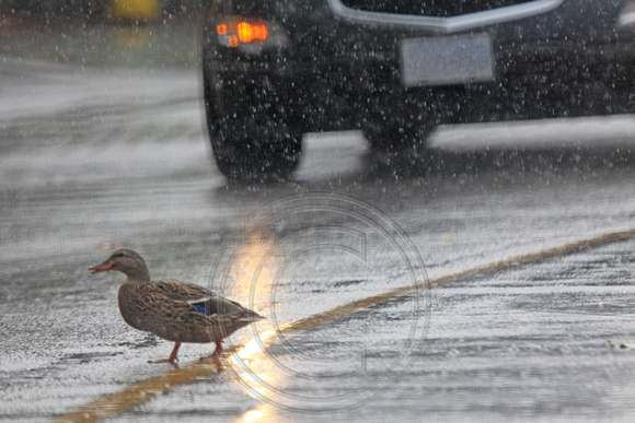 Good weather for ducks