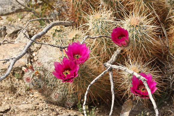 Echinocereus engelmannii cactus