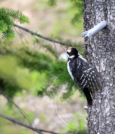 young Hairy Woodpecker waiting to be fed
