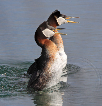 Red-necked Grebe pair displaying and vocalizing