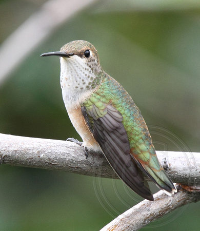 juvenile female Rufous Hummingbird