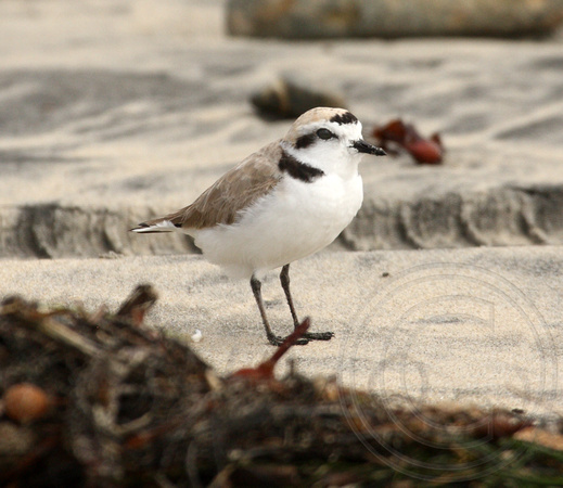 male Snowy Plover - my lifer quest!