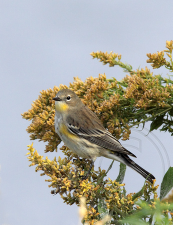 fall Yellow-rumped Warbler in goldenrod