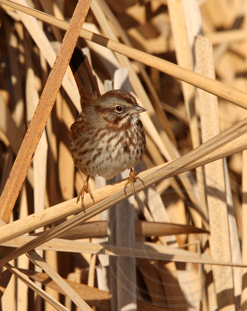 Song Sparrow with yellow legs